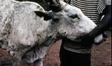 Lumpy Skin Diseasein Cattle