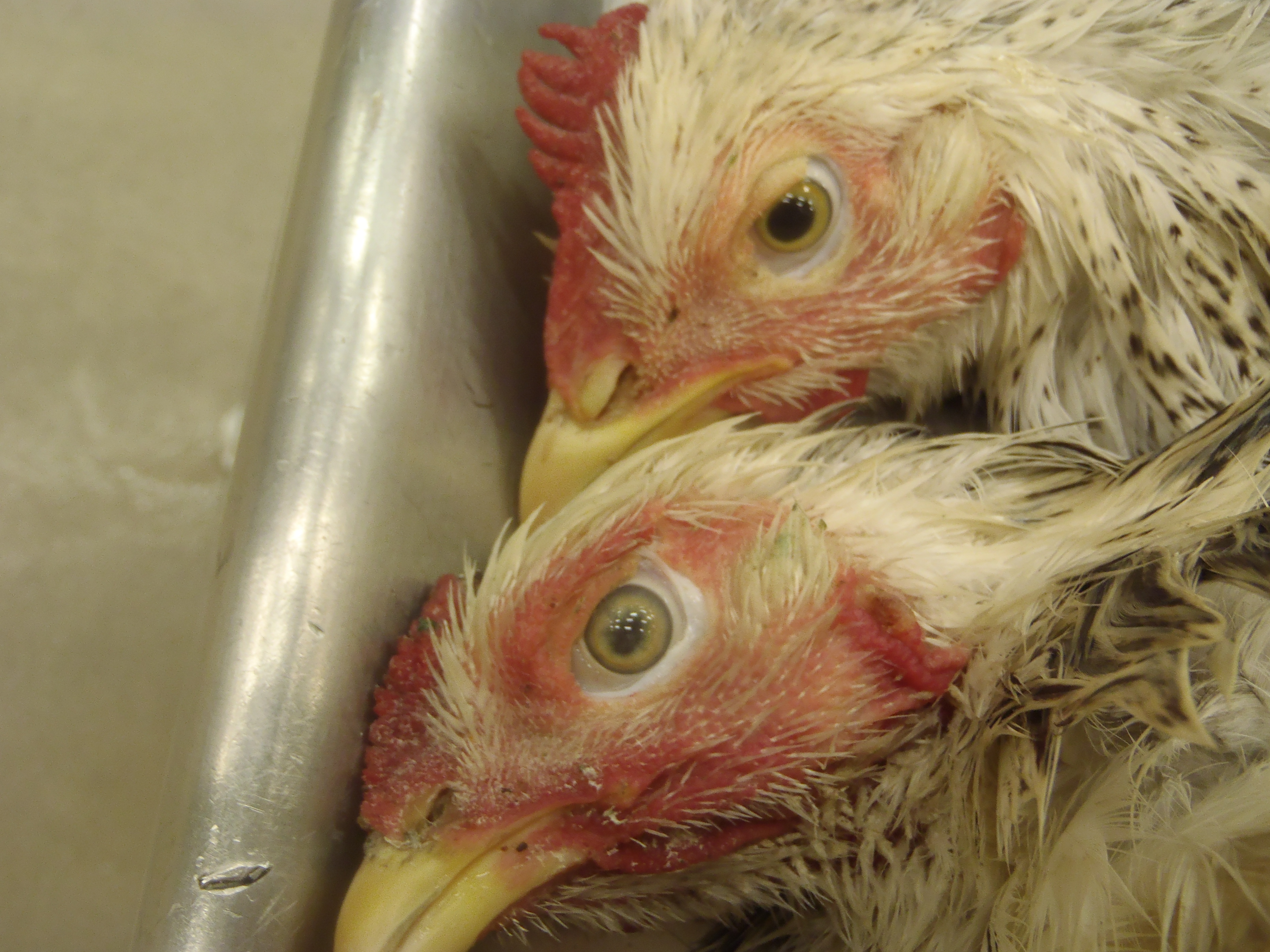 4. Common Infectious Diseases in Hens