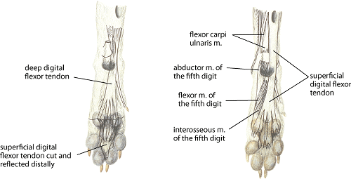 Tendons and muscles of the palmar aspect of the paw, dog