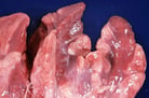 Mycoplasmal Pneumonia in Pigs