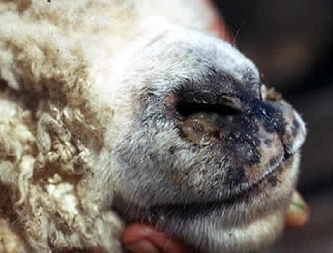 Sheep Nasal Bot Fly, This cosy sheep nasal bot fly (Oestrus…