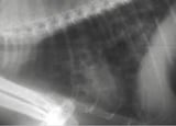 Lung Flukes in Dogs and Cats