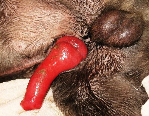 My Dogs Red Rocket is Stuck Out And Swollen: Effective Solutions