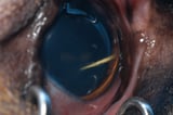Penetrating Intraocular Injuries in Animals