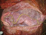 Abortion in Horses