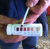 Ketosis in Cattle