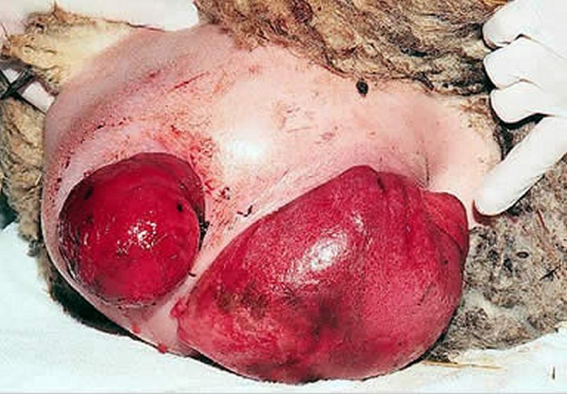 Vaginal and Cervical Prolapse in Cattle and Sheep - Reproductive