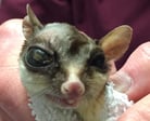 Diseases and Syndromes of Sugar Gliders