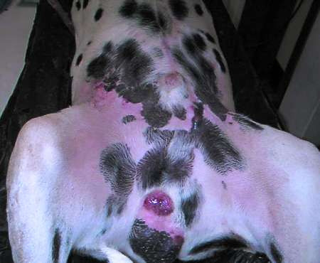 Epidermal and Hair Follicle Tumors in Animals - Integumentary System -  Merck Veterinary Manual