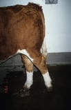 Spastic Paresis in Cattle