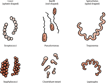 Some common shapes of bacteria