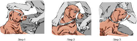 A temporary muzzle can be created from a strip of cloth. Find a cloth bandage, rope, or other long strip of fabric. Tie a large loop (with a half knot) in the center of the bandage. Approaching the dog from the side or from behind, slip the loop over the end of the nose, and with the loose ends to the sides of the head, gently tighten the loop around the muzzle (Step 1). Cross the ends of the bandage under the dog’s jaw (Step 2). Firmly tie the crossed ends at the back of the dog’s neck, behind the ears. (Step 3).