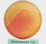 <i >Streptococcus suis</i> Infection in Pigs