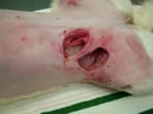 Surgical Techniques in Wound Management in Animals