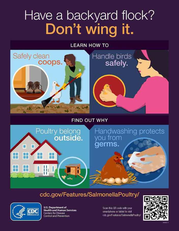 Infographic Have a backyard flock? Merck Veterinary Manual