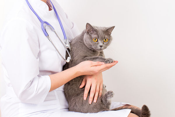 Creating Cat friendly Practices Merck Veterinary Manual