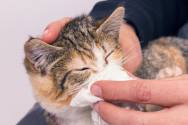 Research Shows Cats Can be Experimentally Infected by Coronavirus