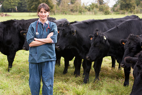 Vet and Cows