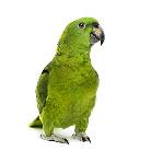 Injuries and Accidents of Pet Birds