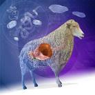 Intestinal Diseases in Sheep and Goats