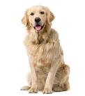 Ehrlichiosis and Related Infections in Dogs