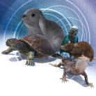 Reproductive Diseases of Pet Birds