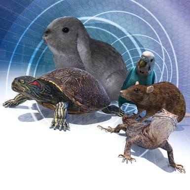 Exotic Animals