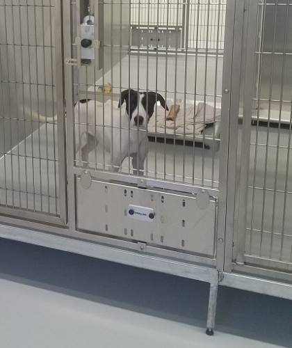 Overview of Shelter Medicine