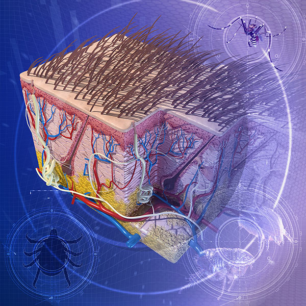 Integumentary System - Merck Veterinary Manual