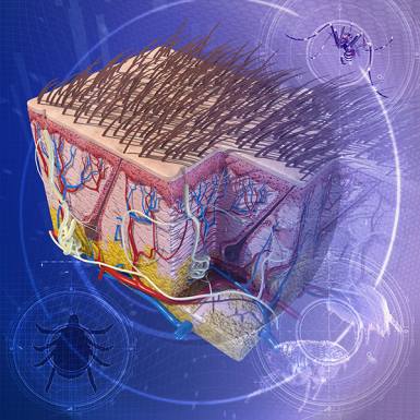 Integumentary