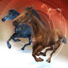 Developmental Orthopedic Disease in Horses