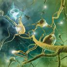 Overview of CNS Diseases Caused by Helminths and Arthropods