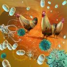 Flies, Gnats, and Mosquitoes of Poultry