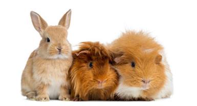 Rabbits
