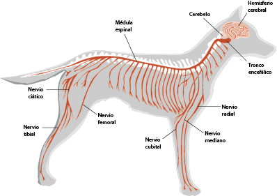 cómo puedo saber si mi perro tiene un nervio pinzado