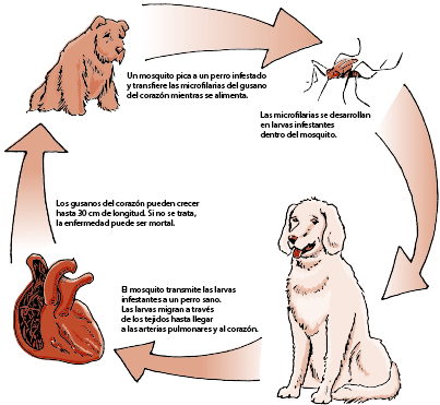 qué debo hacer si mi cachorro tiene gusanos