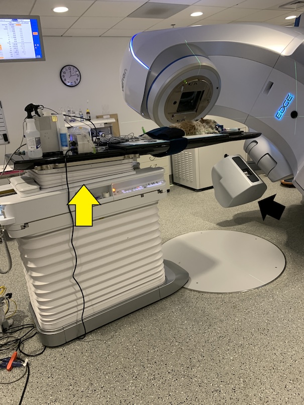 Will My Radioiodine Dose Affect My Cats Health Physics Society? Essential Insights