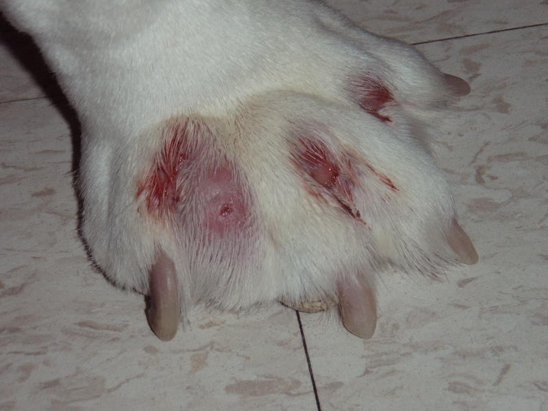 How to Treat an Infected Paw on a Dog: Quick & Effective Care Tips