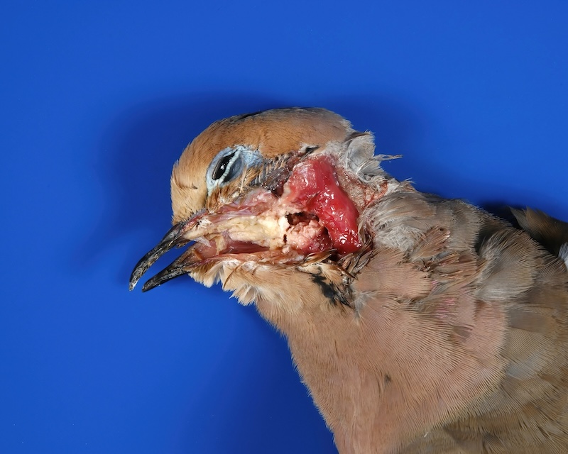 How to Know If My Bird Has Parasites: Easy Signs to Spot Quickly