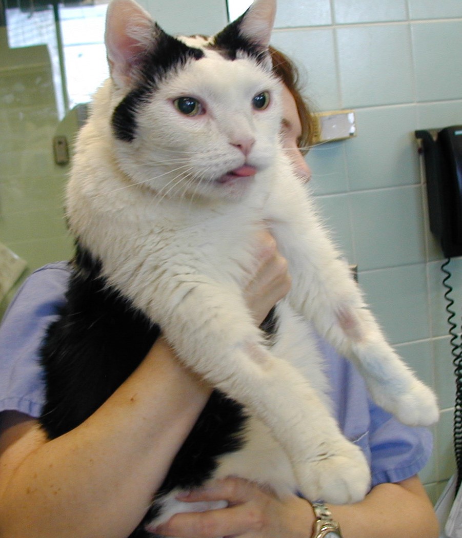 acromegaly cat greco high
