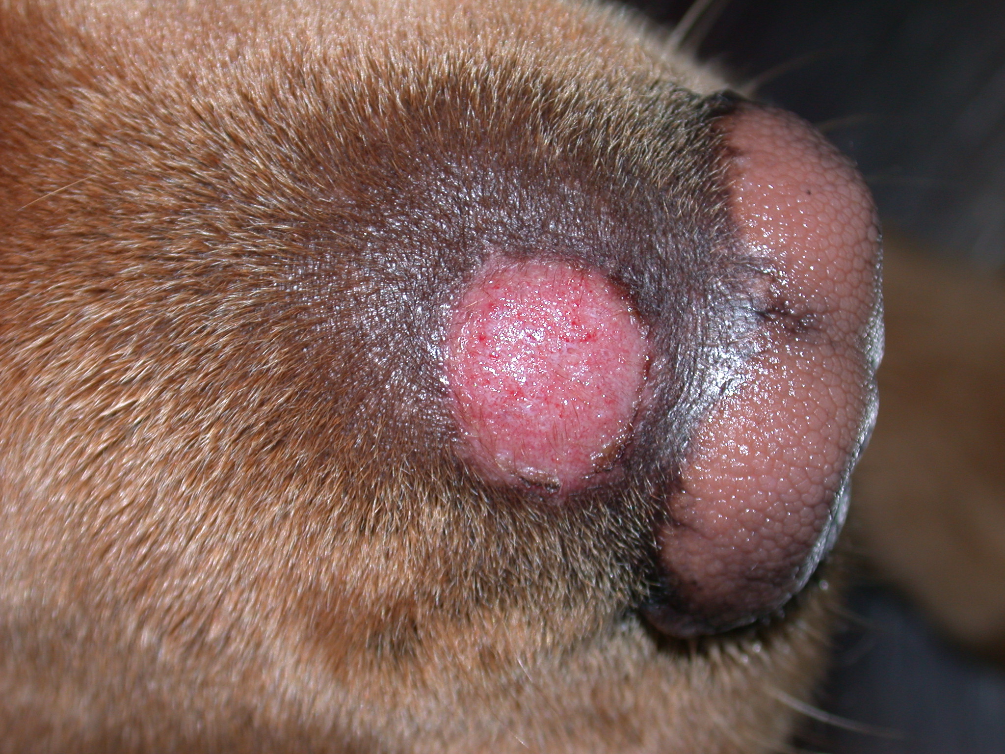 Dermatophytosis in Dogs and Cats - Integumentary System - Merck Veterinary Manual