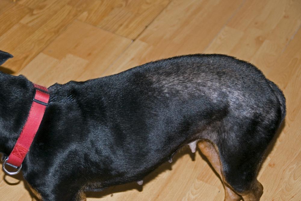 Flea Allergy Dermatitis In Dogs And, Can Dogs Be Allergic To Hardwood Floors