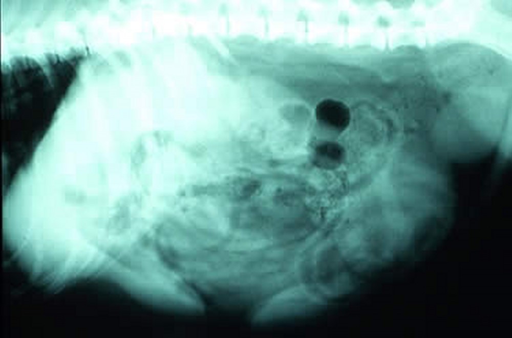 benign prostatic hyperplasia in dogs symptoms