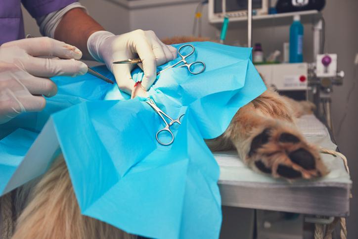 tumor surgery on a dog