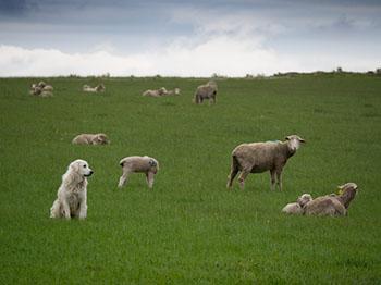 sheep dog with sheep in field
