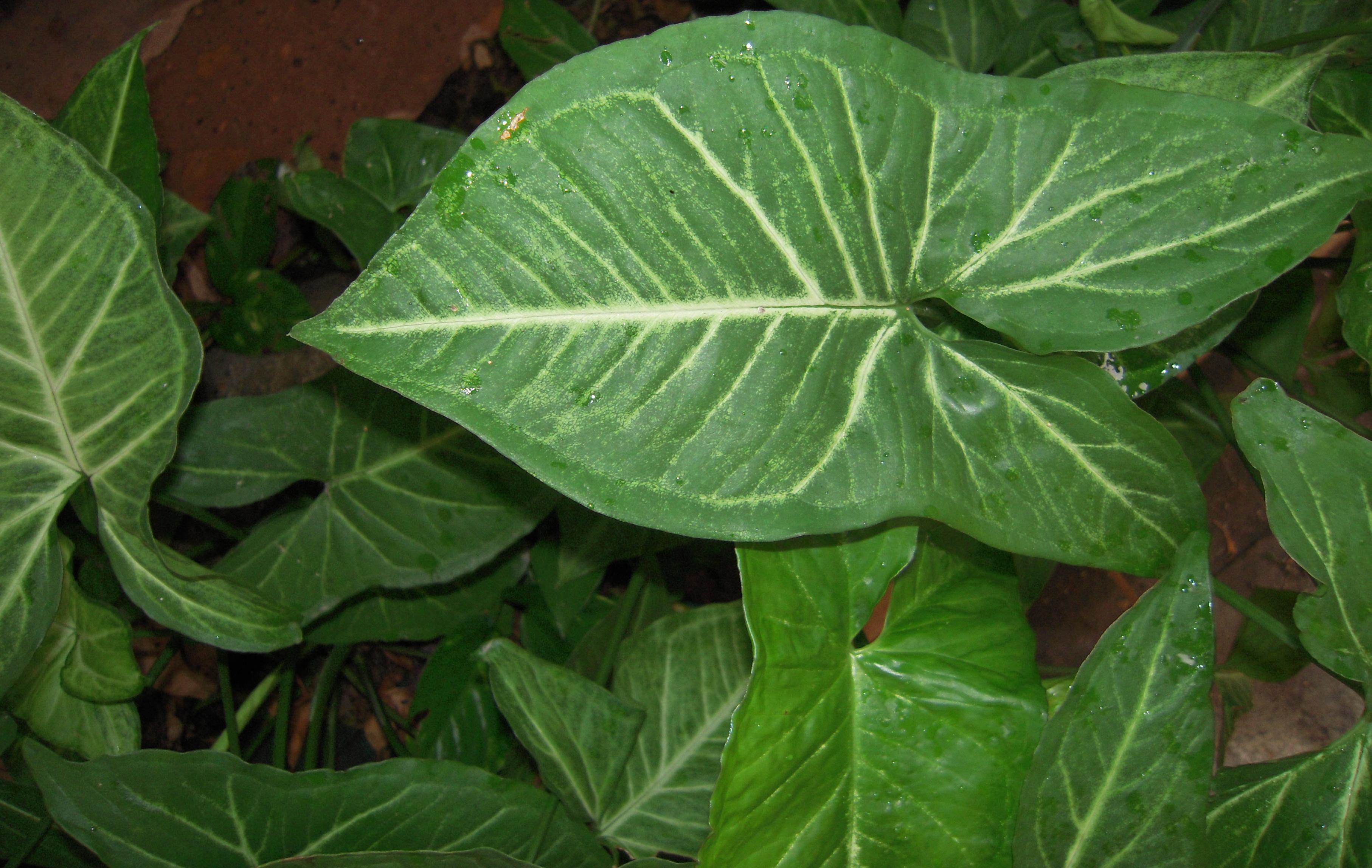 Arrowhead vine leaf (Syngonium spp)