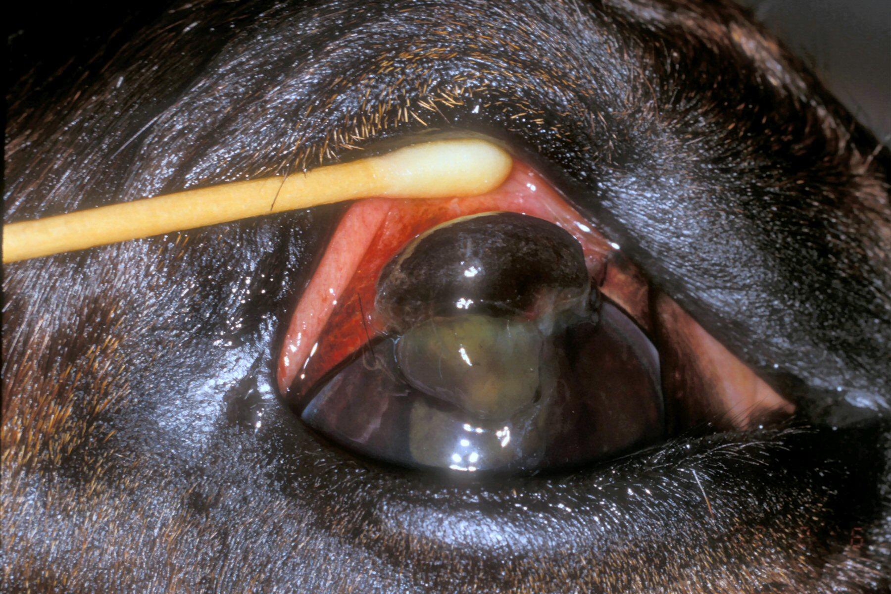 Corneal laceration with iris prolapse, horse