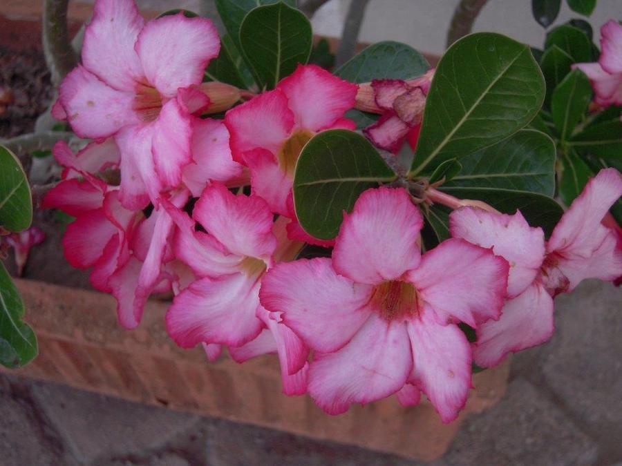 Desert rose (Adenium obesum)