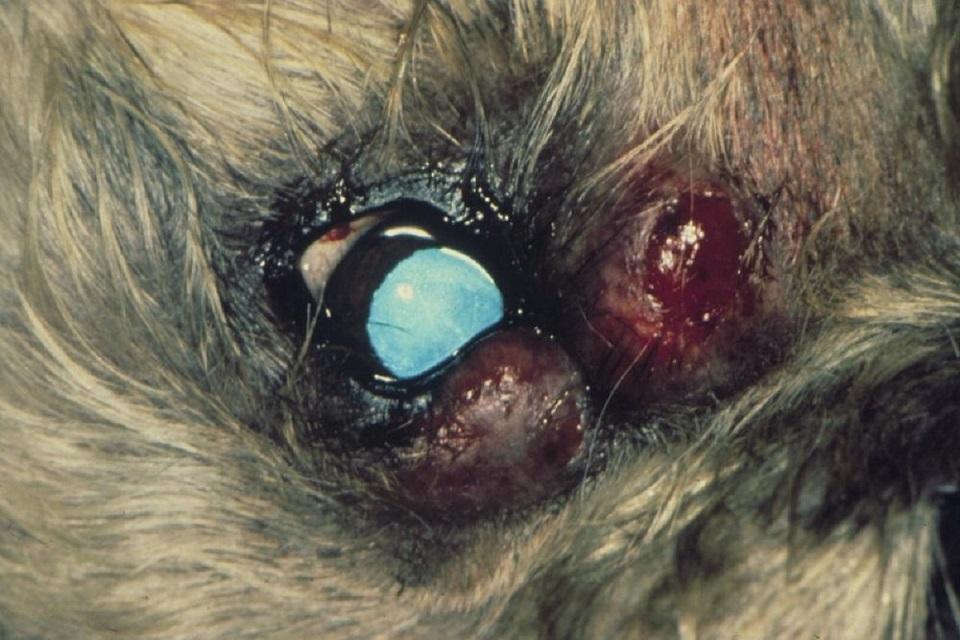 Eyelid pyogranulomas, Miniature Poodle