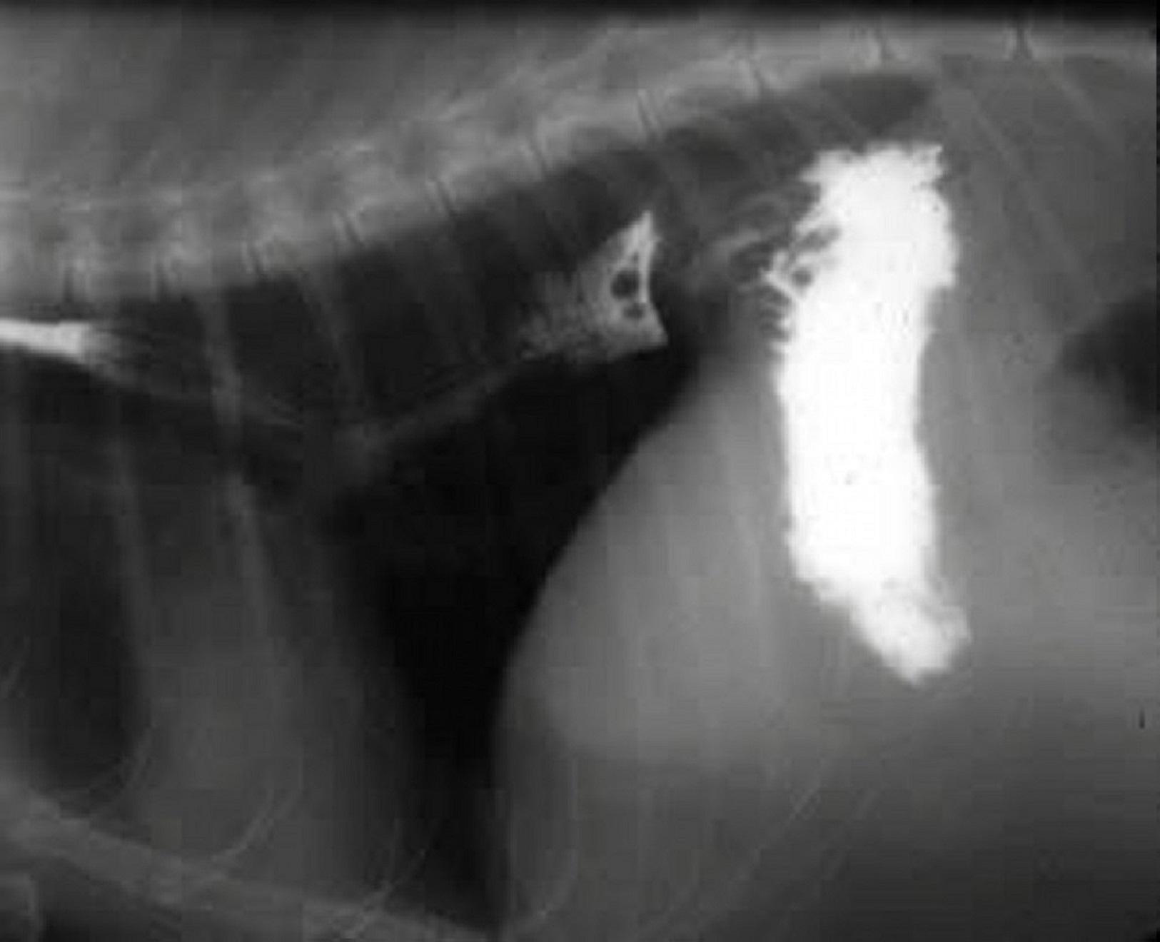 Hiatal hernia, dog, radiograph